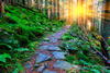 sunlit path through a lush forest